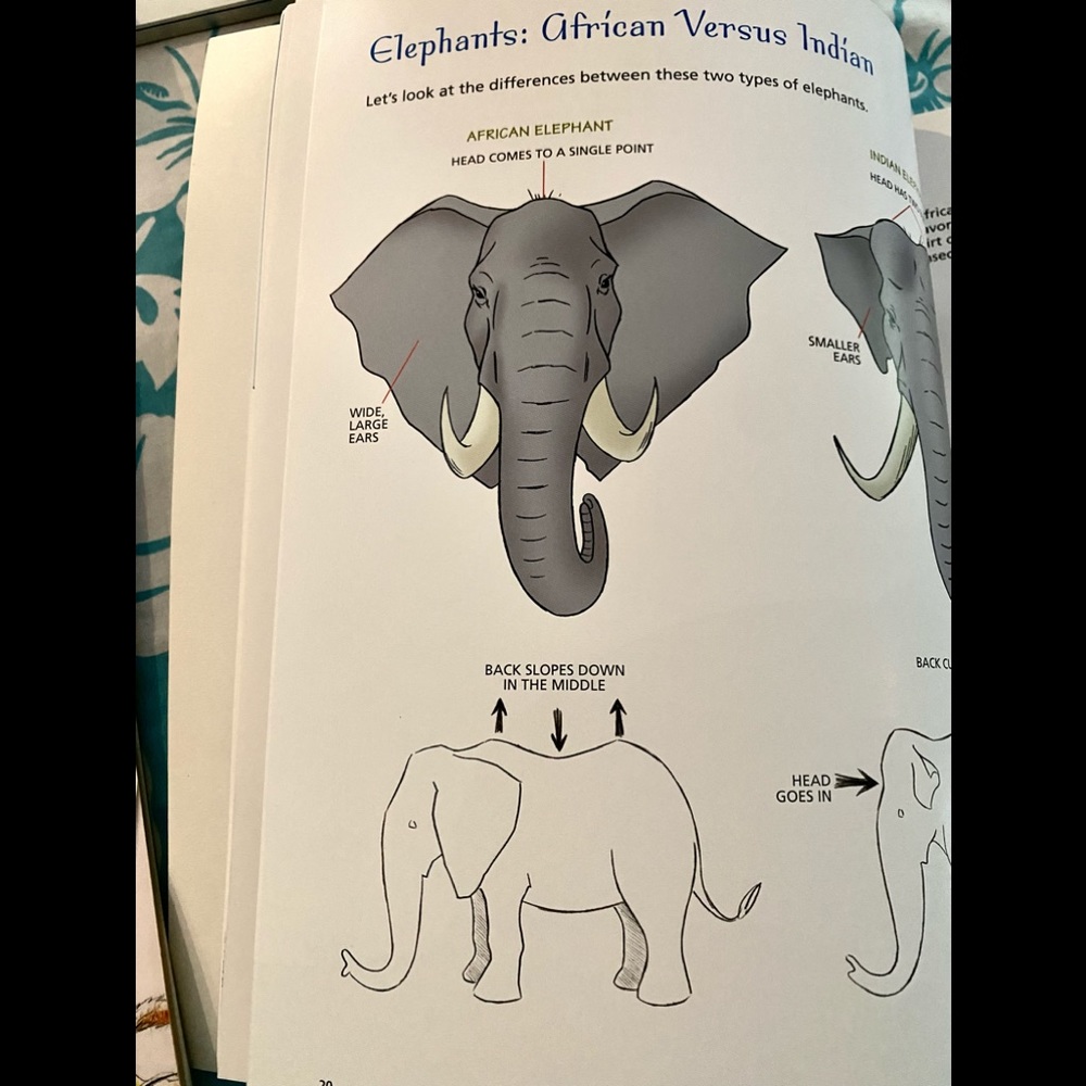 DRAW ANIMALS Big Clean Art Books🦒 Brand New! - Picture 4 of 5